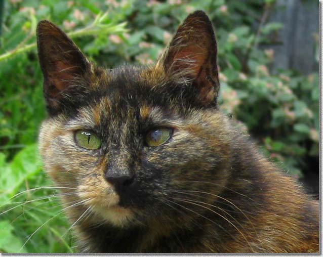 ベイビー・フリーダのクローズアップ写真